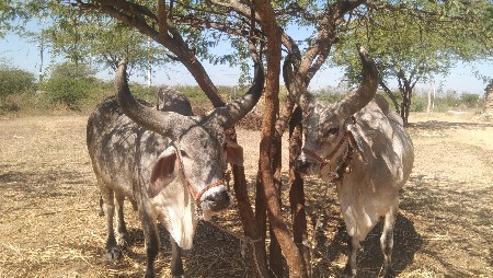 વેચવાના છે