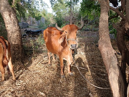 થંબનેલ 2