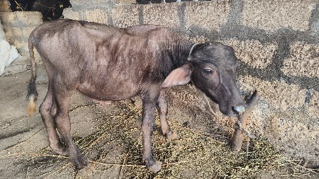 પાડો વેચવાનો છે