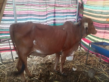 ગાય વેચવાની છે.