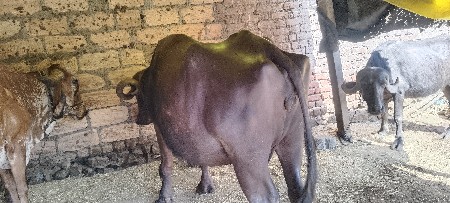 20 25 દિવસ ની વાર