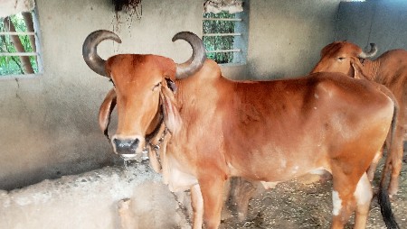 થંબનેલ 3