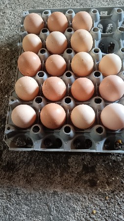 વેચવાના છે