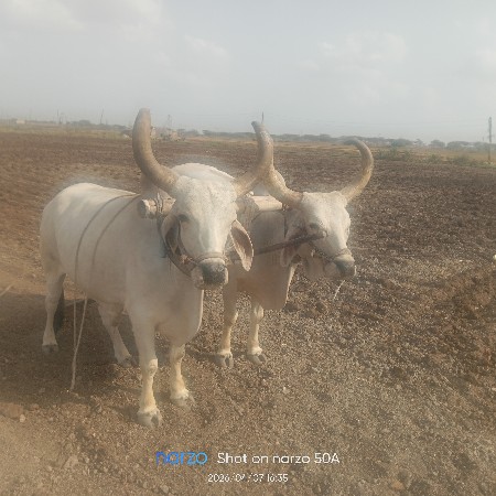 વેચવાના  છે