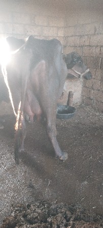 થંબનેલ 3