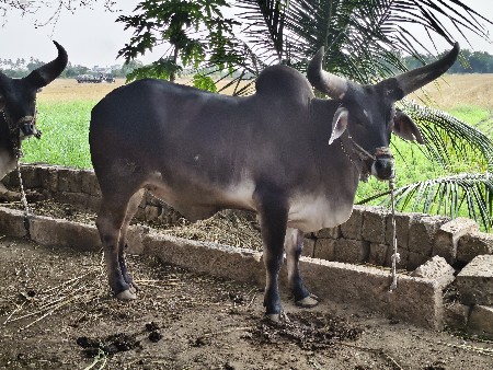 ગોઢલા વેચવાના છે