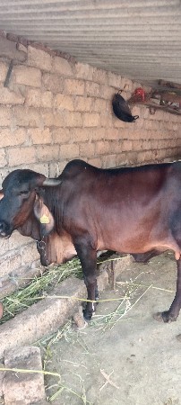 थंबनेल 2