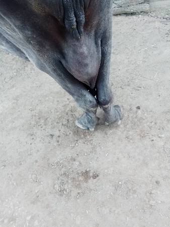 ભેંસ વેચવાની છે