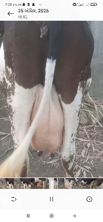 ગાય વેચવાની છે