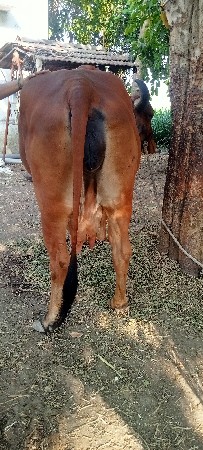 ગીર ગાય વેચવાની છે