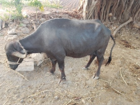 थंबनेल 2