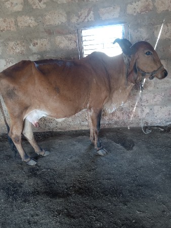 ગાય વેંચવા ની છે