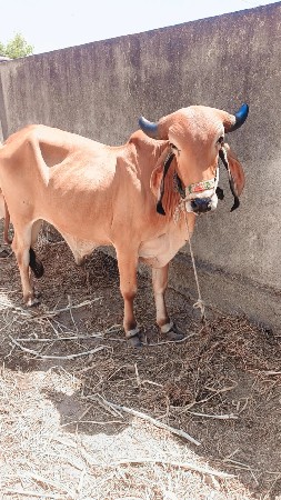 ગોઢલા વેચવાના સે