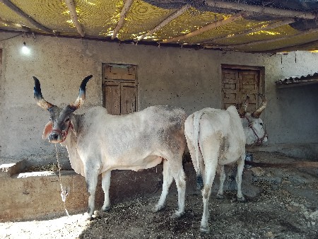 બળદ વેચવા નાં સે