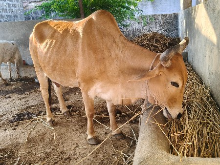 આ ગાય આપી દેવાની સે