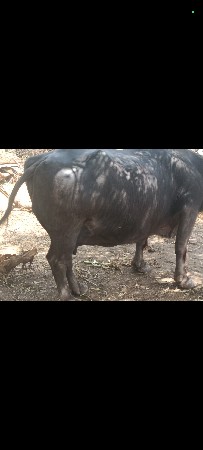 ભેંસ વેચવાની છે