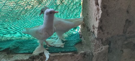 थंबनेल 3