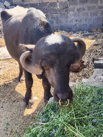 थंबनेल 2