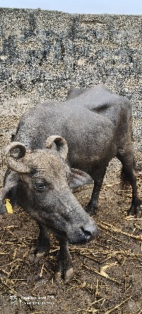 વેચવાની