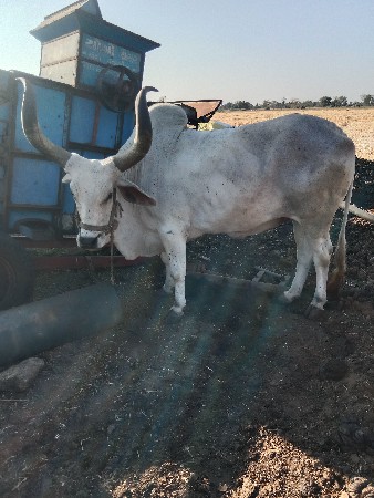 ,બળદ વેચવાના છે ત્રીજી વાવણી છે