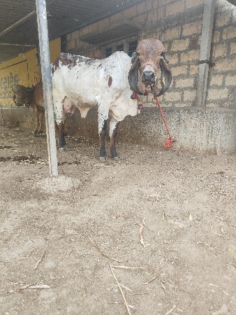 ગીર લીલડી વિયાલ વાછરડી