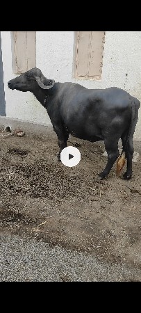 ૯૯૭૪૯૯૪૪૩૦