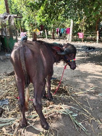 2 પાડા વેચવાના છે