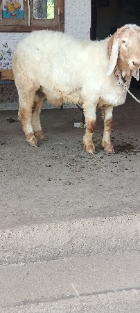 બે બે જાતે છે