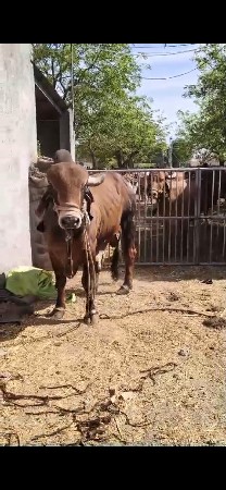 એક વાળો પૂરો થઈ ગયો બીજો વાળો ચાલુ