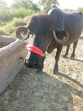 ભેંસ વેચવાની છે.