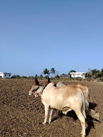 ગોઢલા વેચવાના છે સાવ સોજા છે