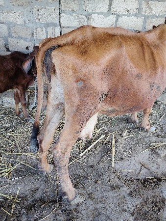 થંબનેલ 2