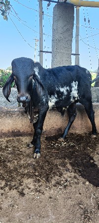 બૂલ આપવા નો સે