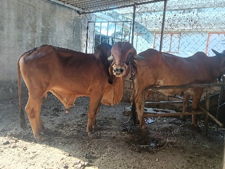 थंबनेल 3