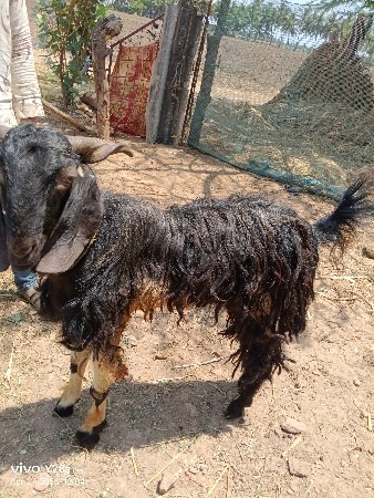 બકરા વેચવાના છે બે