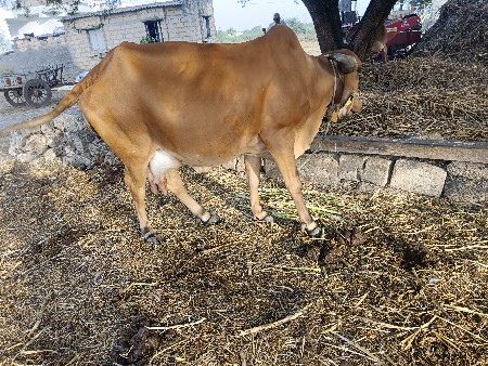 બીજું વેતર ગીર