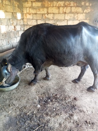 થંબનેલ 3