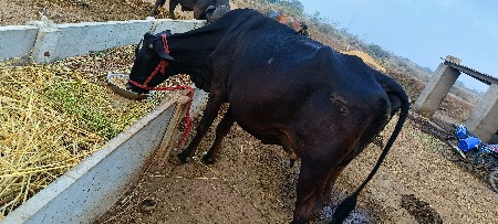 વેચવાની છે ગાય