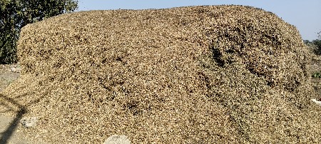 માંડવિયું ચારો