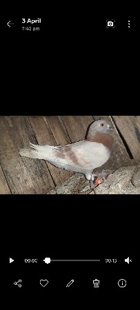 ઉડાન મદીના સાટામાં  દેવાનું છે