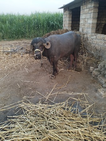 પાડો વેચવાનો છે