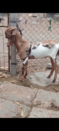 તોતા પૂરી બકરી વેચવાની છે