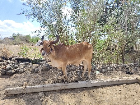 વેચવાના છે