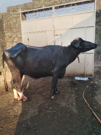 થંબનેલ 3