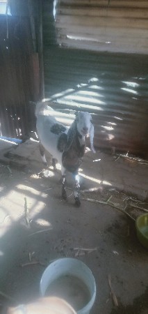 રાજસ્થાની બકરી વેચવાની છે