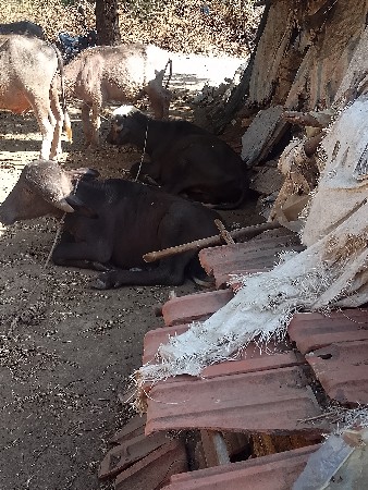 ચાર પાડા વેચવાનો છે