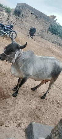 थंबनेल 2