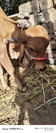 ઓરીજનલ ગીર હોડકી છે