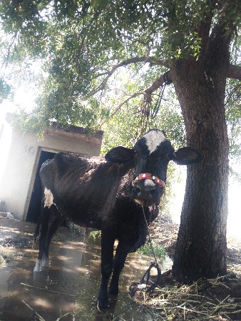 ગાય વેચવાની છે જર્સી ગાય છે પાંચ