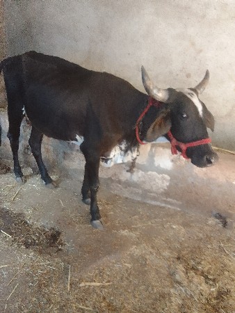 જયશી ગાય વેચવા ની છે.